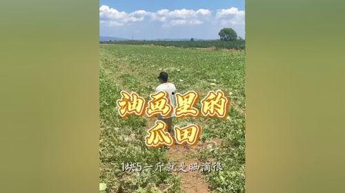 吃瓜群众夏天的味道,吃瓜群众品味清凉时光