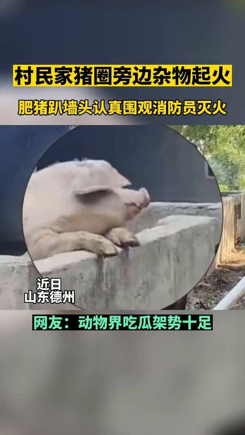 动物群众吃瓜视频,揭秘它们的“八卦”时刻